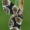 Vingirinė cidarija - Gagitodes sagittata | Fotografijos autorius : Gintautas Steiblys | © Macrogamta.lt | Šis tinklapis priklauso bendruomenei kuri domisi makro fotografija ir fotografuoja gyvąjį makro pasaulį.