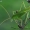 Lakštasparnis pjūklius - Phaneroptera falcata | Fotografijos autorius : Gintautas Steiblys | © Macrogamta.lt | Šis tinklapis priklauso bendruomenei kuri domisi makro fotografija ir fotografuoja gyvąjį makro pasaulį.