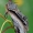 Tuopinis kuodis - Pheosia tremula | Fotografijos autorius : Gintautas Steiblys | © Macrogamta.lt | Šis tinklapis priklauso bendruomenei kuri domisi makro fotografija ir fotografuoja gyvąjį makro pasaulį.