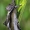 Beržinis kuodis - Pheosia gnoma | Fotografijos autorius : Gintautas Steiblys | © Macrogamta.lt | Šis tinklapis priklauso bendruomenei kuri domisi makro fotografija ir fotografuoja gyvąjį makro pasaulį.