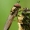 Žiedmusė - Melanostoma mellinum  | Fotografijos autorius : Gintautas Steiblys | © Macrogamta.lt | Šis tinklapis priklauso bendruomenei kuri domisi makro fotografija ir fotografuoja gyvąjį makro pasaulį.
