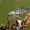 Didysis šiengraužis - Psococerastis gibbosa | Fotografijos autorius : Gintautas Steiblys | © Macrogamta.lt | Šis tinklapis priklauso bendruomenei kuri domisi makro fotografija ir fotografuoja gyvąjį makro pasaulį.