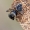 Šokiavoris - Salticidae, juv. | Fotografijos autorius : Gintautas Steiblys | © Macrogamta.lt | Šis tinklapis priklauso bendruomenei kuri domisi makro fotografija ir fotografuoja gyvąjį makro pasaulį.