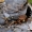 Trumpasparnis - Staphylinus dimidiaticornis  | Fotografijos autorius : Gintautas Steiblys | © Macrogamta.lt | Šis tinklapis priklauso bendruomenei kuri domisi makro fotografija ir fotografuoja gyvąjį makro pasaulį.