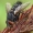 Dygliamusė - Huebneria affinis | Fotografijos autorius : Gintautas Steiblys | © Macrogamta.lt | Šis tinklapis priklauso bendruomenei kuri domisi makro fotografija ir fotografuoja gyvąjį makro pasaulį.