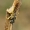 Eglinis pjūklelis audėjas - Cephalcia abietis  | Fotografijos autorius : Gintautas Steiblys | © Macrogamta.lt | Šis tinklapis priklauso bendruomenei kuri domisi makro fotografija ir fotografuoja gyvąjį makro pasaulį.