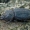 Cilindriškasis elniavabalis - Sinodendron cylindricum, patelė  | Fotografijos autorius : Gintautas Steiblys | © Macrogamta.lt | Šis tinklapis priklauso bendruomenei kuri domisi makro fotografija ir fotografuoja gyvąjį makro pasaulį.