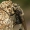 Kuprotoji plėšriamusė - Laphria gibbosa  | Fotografijos autorius : Gintautas Steiblys | © Macrogamta.lt | Šis tinklapis priklauso bendruomenei kuri domisi makro fotografija ir fotografuoja gyvąjį makro pasaulį.