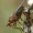 Musė - Dryomyza flaveola  | Fotografijos autorius : Gintautas Steiblys | © Macrogamta.lt | Šis tinklapis priklauso bendruomenei kuri domisi makro fotografija ir fotografuoja gyvąjį makro pasaulį.