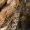 Ilgakojis uodas - Metalimnobia quadrimaculata | Fotografijos autorius : Gintautas Steiblys | © Macrogamta.lt | Šis tinklapis priklauso bendruomenei kuri domisi makro fotografija ir fotografuoja gyvąjį makro pasaulį.