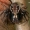 Paprastasis krabvoris - Xysticus cristatus  | Fotografijos autorius : Gintautas Steiblys | © Macrogamta.lt | Šis tinklapis priklauso bendruomenei kuri domisi makro fotografija ir fotografuoja gyvąjį makro pasaulį.