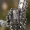 Miškinis tūnoklis - Nuctenea silvicultrix  | Fotografijos autorius : Gintautas Steiblys | © Macrogamta.lt | Šis tinklapis priklauso bendruomenei kuri domisi makro fotografija ir fotografuoja gyvąjį makro pasaulį.