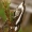 Baltajuostis žolinukas - Crambus alienellus  | Fotografijos autorius : Gintautas Steiblys | © Macrogamta.lt | Šis tinklapis priklauso bendruomenei kuri domisi makro fotografija ir fotografuoja gyvąjį makro pasaulį.