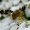 Margasparnė - Oxyna flavipennis  | Fotografijos autorius : Gintautas Steiblys | © Macrogamta.lt | Šis tinklapis priklauso bendruomenei kuri domisi makro fotografija ir fotografuoja gyvąjį makro pasaulį.