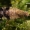 Margasparnė - Tephritis bardanae  | Fotografijos autorius : Gintautas Steiblys | © Macrogamta.lt | Šis tinklapis priklauso bendruomenei kuri domisi makro fotografija ir fotografuoja gyvąjį makro pasaulį.