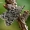Pušyninė eudonija - Eudonia truncicolella  | Fotografijos autorius : Gintautas Steiblys | © Macrogamta.lt | Šis tinklapis priklauso bendruomenei kuri domisi makro fotografija ir fotografuoja gyvąjį makro pasaulį.