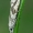 Dryžuotoji tiodija - Thiodia citrana  | Fotografijos autorius : Gintautas Steiblys | © Macrogamta.lt | Šis tinklapis priklauso bendruomenei kuri domisi makro fotografija ir fotografuoja gyvąjį makro pasaulį.