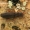 Šiaurinis plokščiavabalis - Dendrophagus crenatus  | Fotografijos autorius : Gintautas Steiblys | © Macrogamta.lt | Šis tinklapis priklauso bendruomenei kuri domisi makro fotografija ir fotografuoja gyvąjį makro pasaulį.
