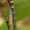 Slyvinis juostasprindis - Eulithis prunata, vikšras  | Fotografijos autorius : Gintautas Steiblys | © Macrogamta.lt | Šis tinklapis priklauso bendruomenei kuri domisi makro fotografija ir fotografuoja gyvąjį makro pasaulį.