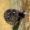 Didžioji ratvija - Planorbarius corneus | Fotografijos autorius : Gintautas Steiblys | © Macrogamta.lt | Šis tinklapis priklauso bendruomenei kuri domisi makro fotografija ir fotografuoja gyvąjį makro pasaulį.