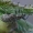 Lapinukas - Polydrusus pilosus  | Fotografijos autorius : Gintautas Steiblys | © Macrogamta.lt | Šis tinklapis priklauso bendruomenei kuri domisi makro fotografija ir fotografuoja gyvąjį makro pasaulį.