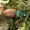 Šešiataškis žvitražygis - Agonum sexpunctatum  | Fotografijos autorius : Gintautas Steiblys | © Macrogamta.lt | Šis tinklapis priklauso bendruomenei kuri domisi makro fotografija ir fotografuoja gyvąjį makro pasaulį.