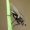 Žiedenė - Anthomyiidae  | Fotografijos autorius : Gintautas Steiblys | © Macrogamta.lt | Šis tinklapis priklauso bendruomenei kuri domisi makro fotografija ir fotografuoja gyvąjį makro pasaulį.