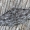 Mėlyninis žievėsprindis - Ectropis crepuscularia | Fotografijos autorius : Gintautas Steiblys | © Macrogamta.lt | Šis tinklapis priklauso bendruomenei kuri domisi makro fotografija ir fotografuoja gyvąjį makro pasaulį.