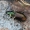 Palinis žvitražygis - Agonum muelleri | Fotografijos autorius : Algirdas Vilkas | © Macrogamta.lt | Šis tinklapis priklauso bendruomenei kuri domisi makro fotografija ir fotografuoja gyvąjį makro pasaulį.