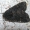 Juodasis sodinis pelėdgalvis - Melanchra persicariae | Fotografijos autorius : Algirdas Vilkas | © Macrogamta.lt | Šis tinklapis priklauso bendruomenei kuri domisi makro fotografija ir fotografuoja gyvąjį makro pasaulį.