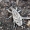 Dagilinis straubliukas - Cleonis pigra  | Fotografijos autorius : Algirdas Vilkas | © Macrogamta.lt | Šis tinklapis priklauso bendruomenei kuri domisi makro fotografija ir fotografuoja gyvąjį makro pasaulį.