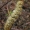 Dobilinis verpikas - Lasiocampa trifolii | Fotografijos autorius : Algirdas Vilkas | © Macrogamta.lt | Šis tinklapis priklauso bendruomenei kuri domisi makro fotografija ir fotografuoja gyvąjį makro pasaulį.