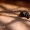Vaivorykštinis musgaudis - Evarcha arcuata | Fotografijos autorius : Alma Totorytė | © Macrogamta.lt | Šis tinklapis priklauso bendruomenei kuri domisi makro fotografija ir fotografuoja gyvąjį makro pasaulį.