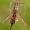 Tipulidae - Ilgakojis uodas | Fotografijos autorius : Alma Totorytė | © Macrogamta.lt | Šis tinklapis priklauso bendruomenei kuri domisi makro fotografija ir fotografuoja gyvąjį makro pasaulį.