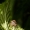 Šokiavoris - Salticidae | Fotografijos autorius : Alma Totorytė | © Macrogamta.lt | Šis tinklapis priklauso bendruomenei kuri domisi makro fotografija ir fotografuoja gyvąjį makro pasaulį.