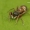 Lieknasis skruzdinukas - Synageles venator | Fotografijos autorius : Lukas Jonaitis | © Macrogamta.lt | Šis tinklapis priklauso bendruomenei kuri domisi makro fotografija ir fotografuoja gyvąjį makro pasaulį.