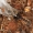 Segestria senoculata - Šešiaakis plyšiavoris | Fotografijos autorius : Lukas Jonaitis | © Macrogamta.lt | Šis tinklapis priklauso bendruomenei kuri domisi makro fotografija ir fotografuoja gyvąjį makro pasaulį.