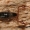 Neobisium carcinoides - Samaninis žnyplys | Fotografijos autorius : Lukas Jonaitis | © Macrogamta.lt | Šis tinklapis priklauso bendruomenei kuri domisi makro fotografija ir fotografuoja gyvąjį makro pasaulį.