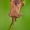 Coreus marginatus - Arkliarūgštinė kampuotblakė | Fotografijos autorius : Lukas Jonaitis | © Macrogamta.lt | Šis tinklapis priklauso bendruomenei kuri domisi makro fotografija ir fotografuoja gyvąjį makro pasaulį.