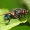 Eudasyphora sp. - Tikramusė | Fotografijos autorius : Lukas Jonaitis | © Macrogamta.lt | Šis tinklapis priklauso bendruomenei kuri domisi makro fotografija ir fotografuoja gyvąjį makro pasaulį.