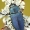 Phaenops cyanea - Mėlynasis blizgiavabalis | Fotografijos autorius : Lukas Jonaitis | © Macrogamta.lt | Šis tinklapis priklauso bendruomenei kuri domisi makro fotografija ir fotografuoja gyvąjį makro pasaulį.