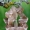 Tuopinis sfinksas - Laothoe populi | Fotografijos autorius : Lukas Jonaitis | © Macrogamta.lt | Šis tinklapis priklauso bendruomenei kuri domisi makro fotografija ir fotografuoja gyvąjį makro pasaulį.