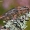 Chalcophora mariana - Didysis blizgiavabalis | Fotografijos autorius : Lukas Jonaitis | © Macrogamta.lt | Šis tinklapis priklauso bendruomenei kuri domisi makro fotografija ir fotografuoja gyvąjį makro pasaulį.