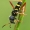 Drebulinis raštenis - Clytus arietis | Fotografijos autorius : Lukas Jonaitis | © Macrogamta.lt | Šis tinklapis priklauso bendruomenei kuri domisi makro fotografija ir fotografuoja gyvąjį makro pasaulį.