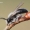 Smiltbitė - Andrena vaga | Fotografijos autorius : Arūnas Eismantas | © Macrogamta.lt | Šis tinklapis priklauso bendruomenei kuri domisi makro fotografija ir fotografuoja gyvąjį makro pasaulį.
