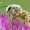 Paprastoji gauruotakojė bitė - Dasypoda hirtipes | Fotografijos autorius : Arūnas Eismantas | © Macrogamta.lt | Šis tinklapis priklauso bendruomenei kuri domisi makro fotografija ir fotografuoja gyvąjį makro pasaulį.