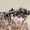 Pennisetia hylaeiformis - Avietinis stiklasparnis | Fotografijos autorius : Arūnas Eismantas | © Macrogamta.lt | Šis tinklapis priklauso bendruomenei kuri domisi makro fotografija ir fotografuoja gyvąjį makro pasaulį.