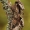 Žaliarudis vėlyvis - Allophyes oxyacanthae | Fotografijos autorius : Arūnas Eismantas | © Macrogamta.lt | Šis tinklapis priklauso bendruomenei kuri domisi makro fotografija ir fotografuoja gyvąjį makro pasaulį.