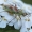 Rausvadėmė žolblakė – Calocoris roseomaculatus  | Fotografijos autorius : Arūnas Eismantas | © Macrogamta.lt | Šis tinklapis priklauso bendruomenei kuri domisi makro fotografija ir fotografuoja gyvąjį makro pasaulį.