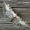 Eupithecia succenturiata - Žilasparnis sprindytis | Fotografijos autorius : Arūnas Eismantas | © Macrogamta.lt | Šis tinklapis priklauso bendruomenei kuri domisi makro fotografija ir fotografuoja gyvąjį makro pasaulį.